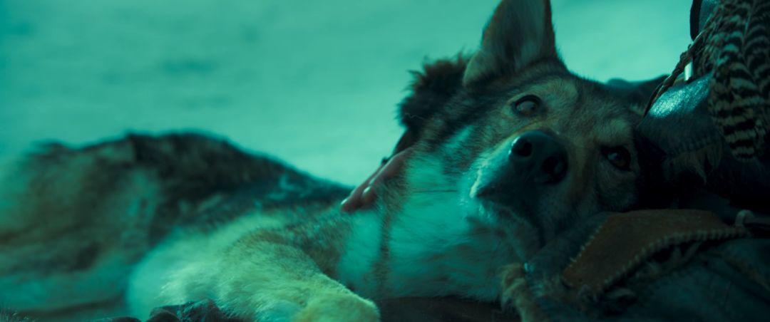【阿尔法：狼伴归途】一人一狼穿越冰川时代