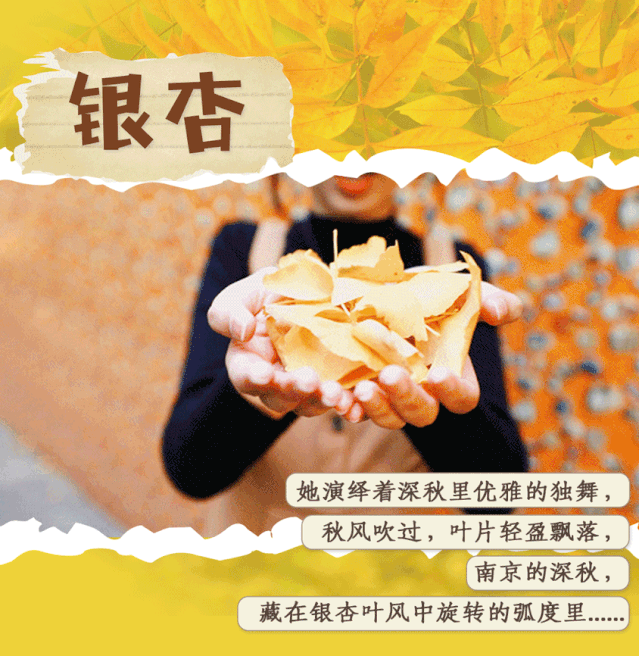 新街口出发6公里，我在这里寻到金陵的深秋！
