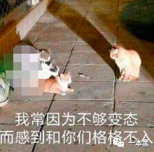 猛男最爱的微博街拍，其实是色情流量入口？