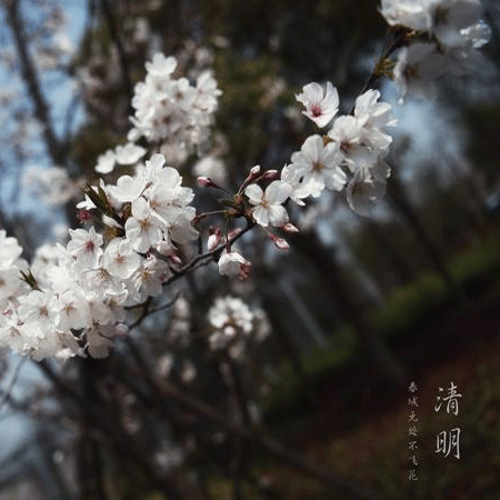 最新唯美意境清明节竖屏素材图片