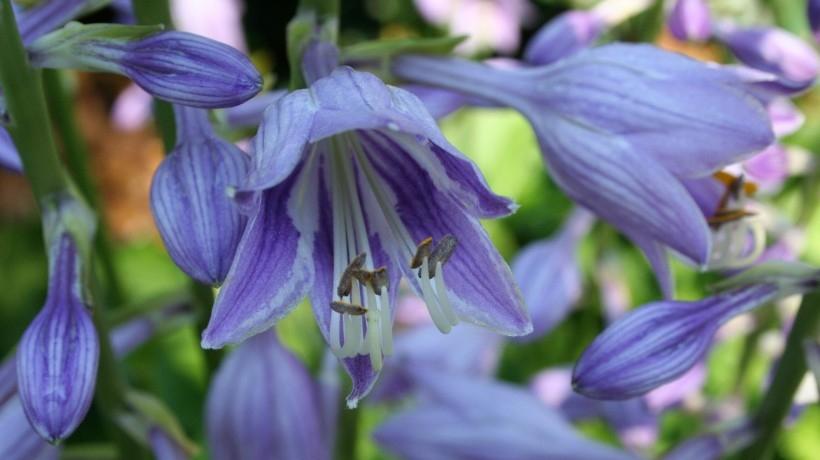 淡雅优美的紫色玉簪花高清植物图片