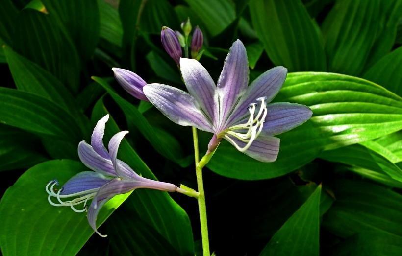 淡雅优美的紫色玉簪花高清植物图片