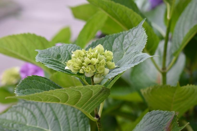 小清新颜色的绣球花养眼植物图片合集