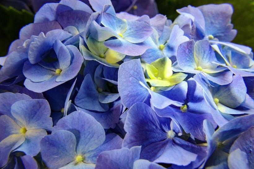 小清新颜色的绣球花养眼植物图片合集