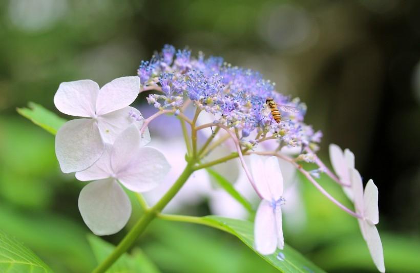 小清新颜色的绣球花养眼植物图片合集