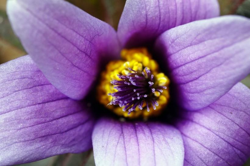 紫色的小清新花朵白头翁唯美植物图片