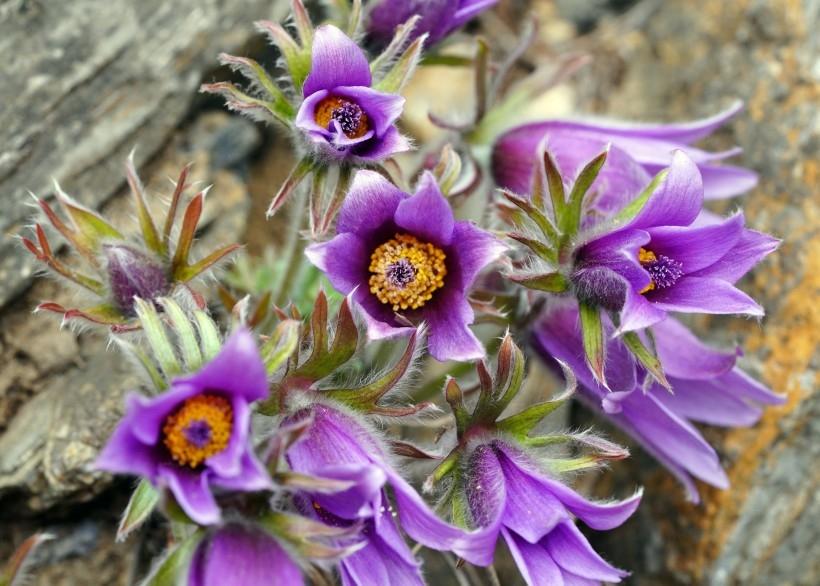 紫色的小清新花朵白头翁唯美植物图片
