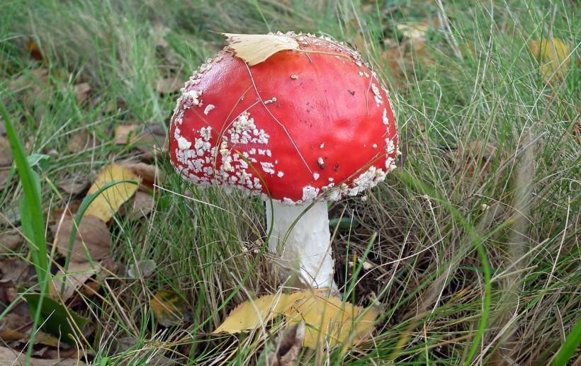 诡异妖艳的红色毒蘑菇真实图片