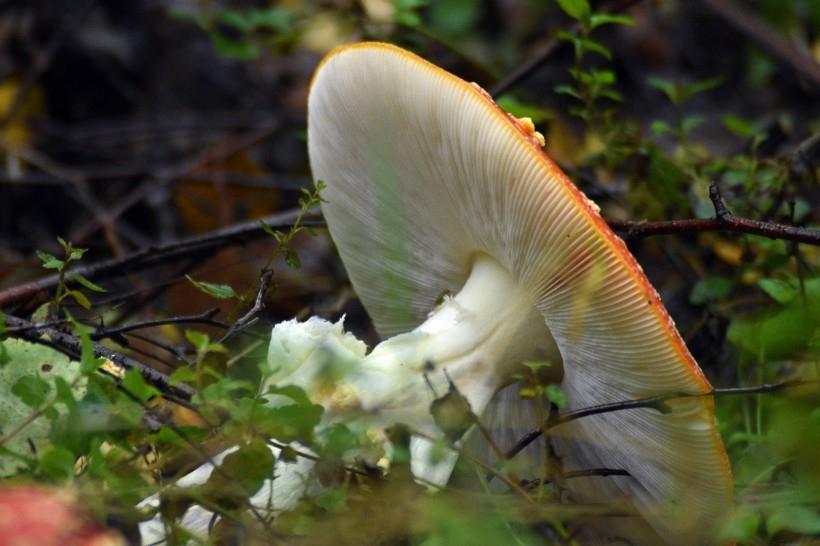诡异妖艳的红色毒蘑菇真实图片