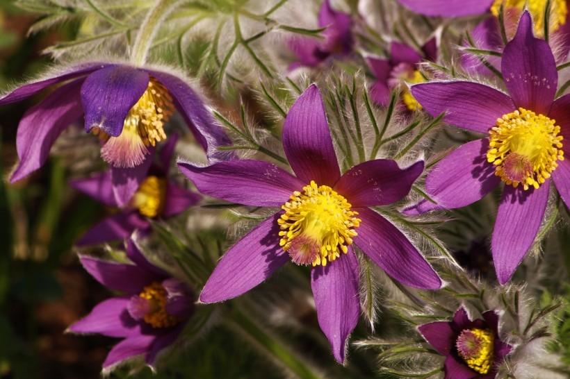 朝鲜白头翁紫色毛茸茸小清新花卉图片