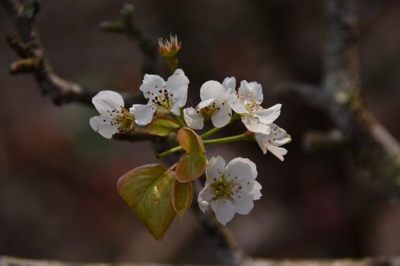 户外洁白的梨花唯美高清植物图片