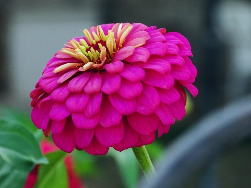 菊科植物大丽花艳丽外表高清图片