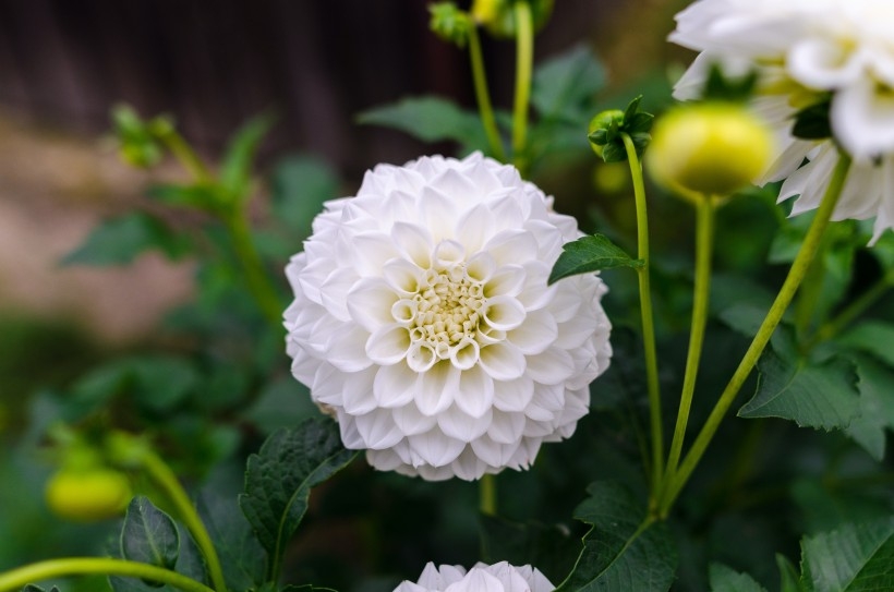 菊科植物大丽花艳丽外表高清图片