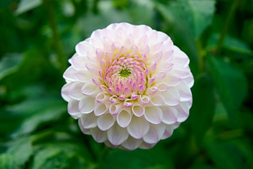菊科植物大丽花艳丽外表高清图片