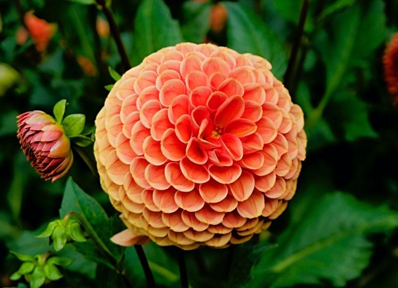 菊科植物大丽花艳丽外表高清图片
