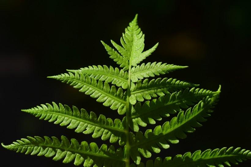 特异形状的绿色蕨菜植物唯美摄影图片