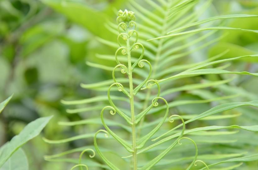 特异形状的绿色蕨菜植物唯美摄影图片