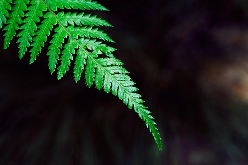 特异形状的绿色蕨菜植物唯美摄影图片