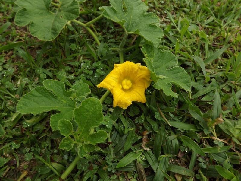 金黄色鲜艳的南瓜花超清花卉图片