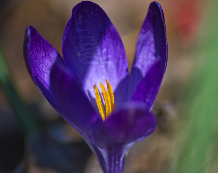 素雅的紫色番红花高清植物图片