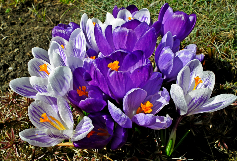 素雅的紫色番红花高清植物图片