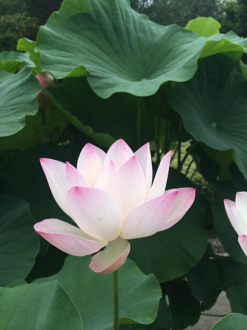 让人内心宁静的圣洁莲花高清植物图片