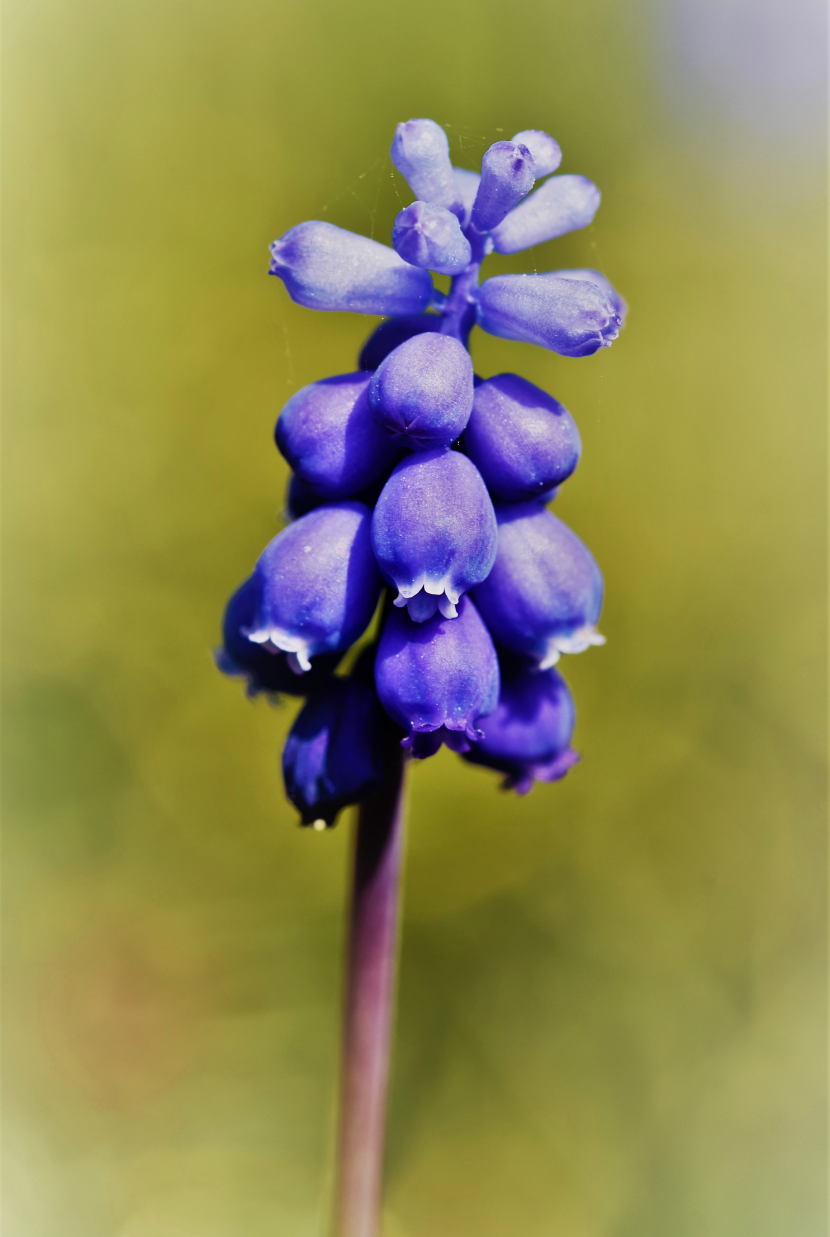 蓝色的葡萄风信子小型花卉球根植物图片