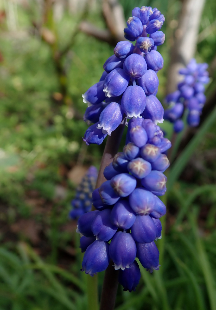 蓝色的葡萄风信子小型花卉球根植物图片