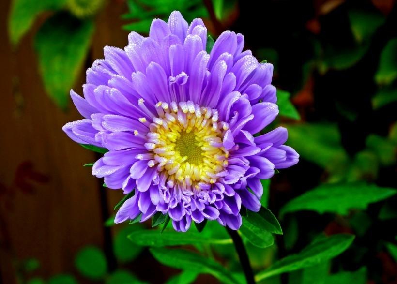 多姿多彩的翠菊不同花色艳丽花朵图片