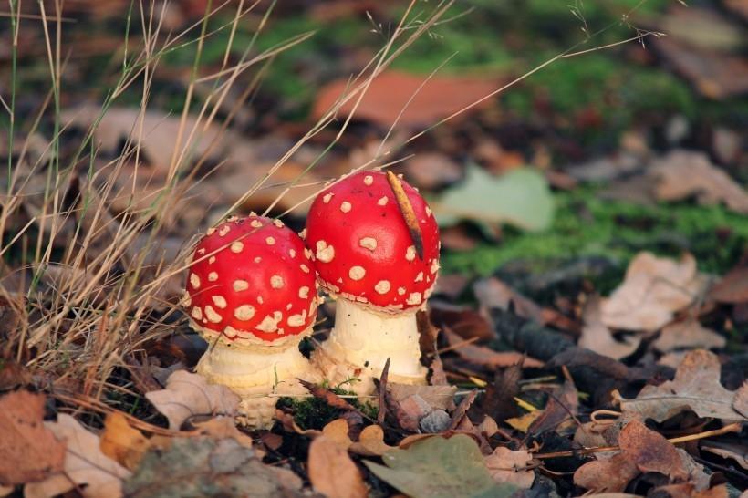 鲜艳颜色的红色毒蘑菇高清图片