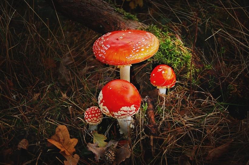 鲜艳颜色的红色毒蘑菇高清图片