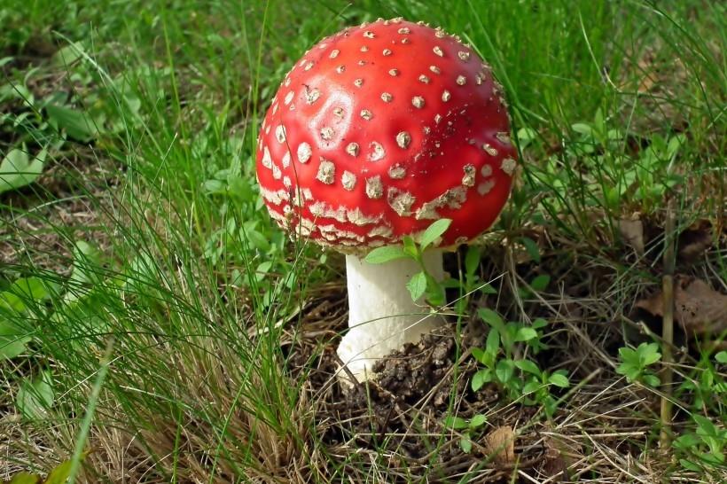 鲜艳颜色的红色毒蘑菇高清图片