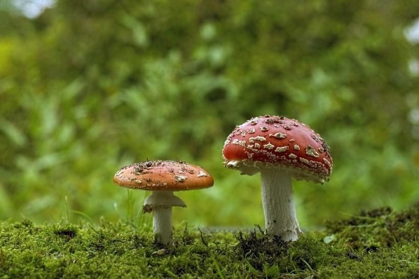 鲜艳颜色的红色毒蘑菇高清图片