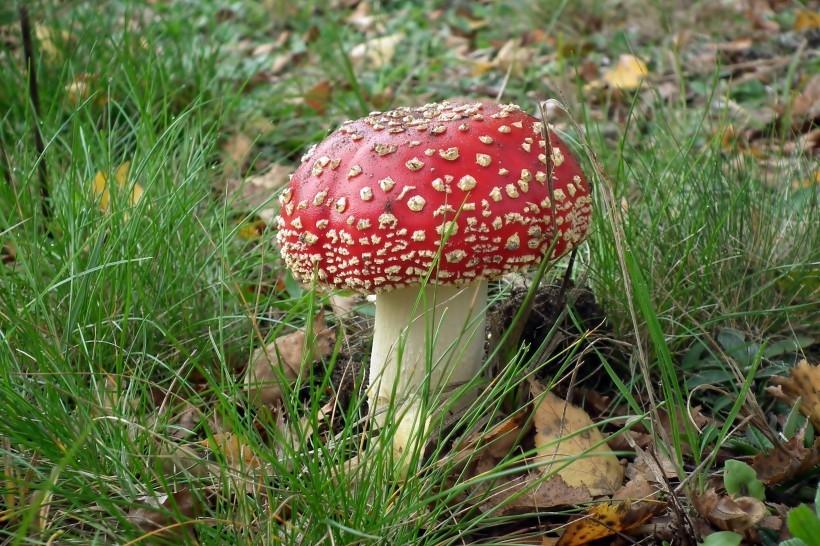 鲜艳颜色的红色毒蘑菇高清图片
