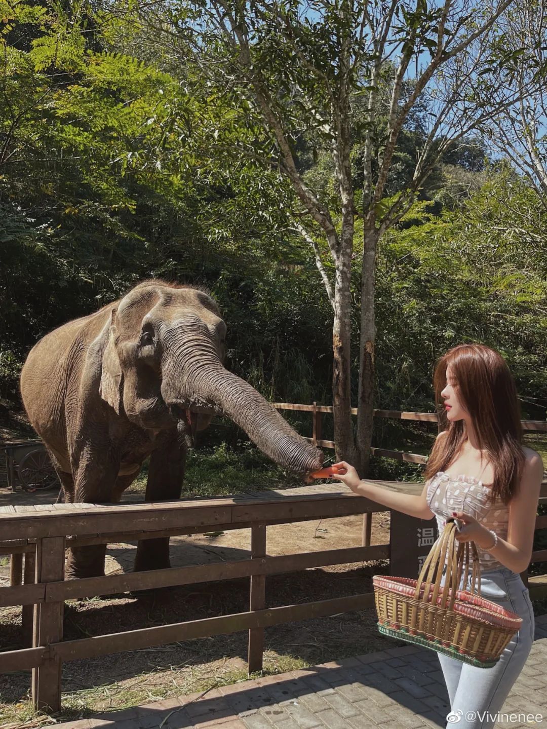 在逃傣妹